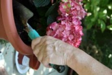 planting flowers for community beautificatio